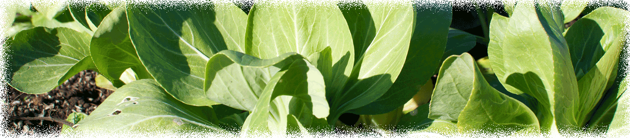 野菜トップ画