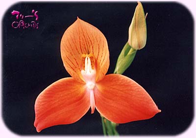Disa Sea Lord (D.Foam x D.Betty's Bay)