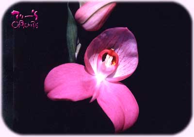 Disa Margaret Anne Rundle "Darling"
