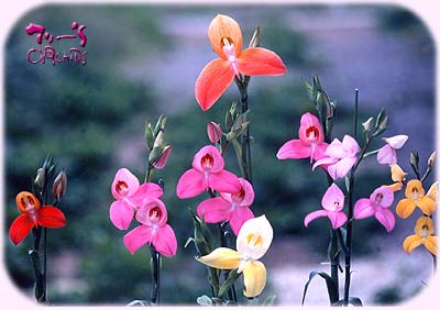 Disa uniflora "Red", "Yellow"