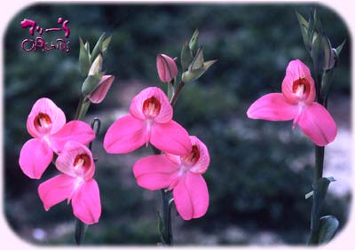 Disa uniflora "Red", "Yellow"