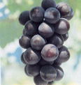 ӂ݂̂